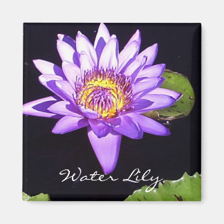 Aimant Lily d'eau