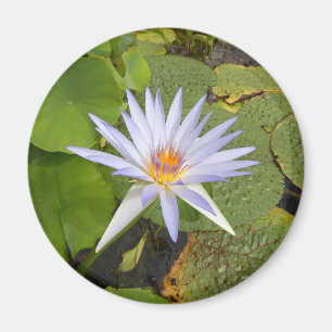 Aimant Lily d'eau