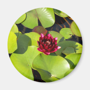 Aimant Lily d'eau