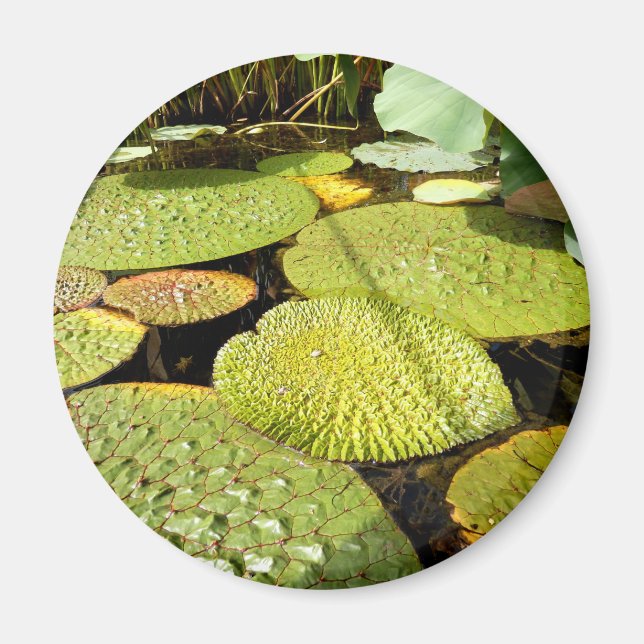 Aimant Lily Pads (Devant)