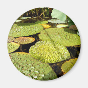 Aimant Lily Pads Magazine