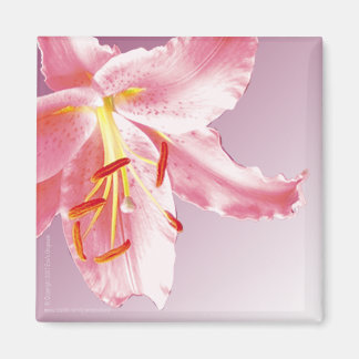 Aimant LILY Sq ROSE