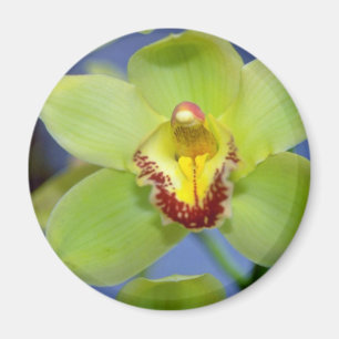 Aimant Lime fleurs de Cymbidium