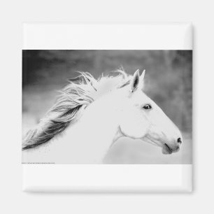 Aimant LIN26BW Mane dans le Wind.tif