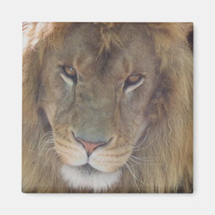 Aimant Lion