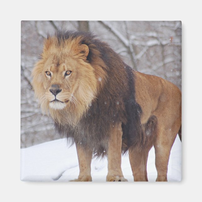 Aimant Lion (Devant)