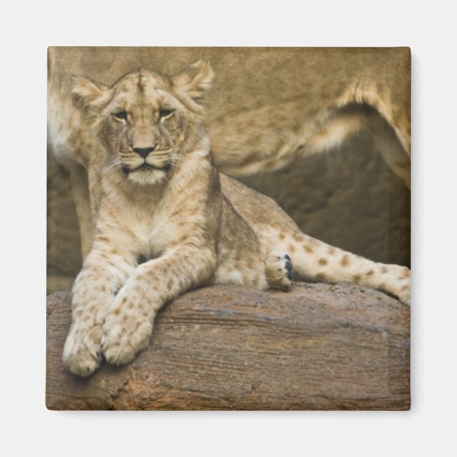 Aimant Lion (Devant)