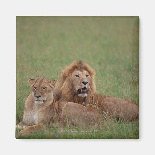 Aimant Lion 2 (Devant)