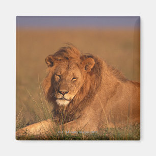 Aimant Lion 8