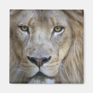 Aimant Lion adulte mâle au zoo de Sacramento, CA