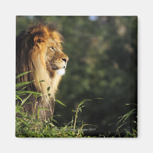 Aimant Lion africain masculin au zoo à Washington, dc 2