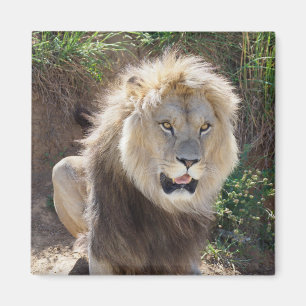 Aimant Lion assis sur les rochers