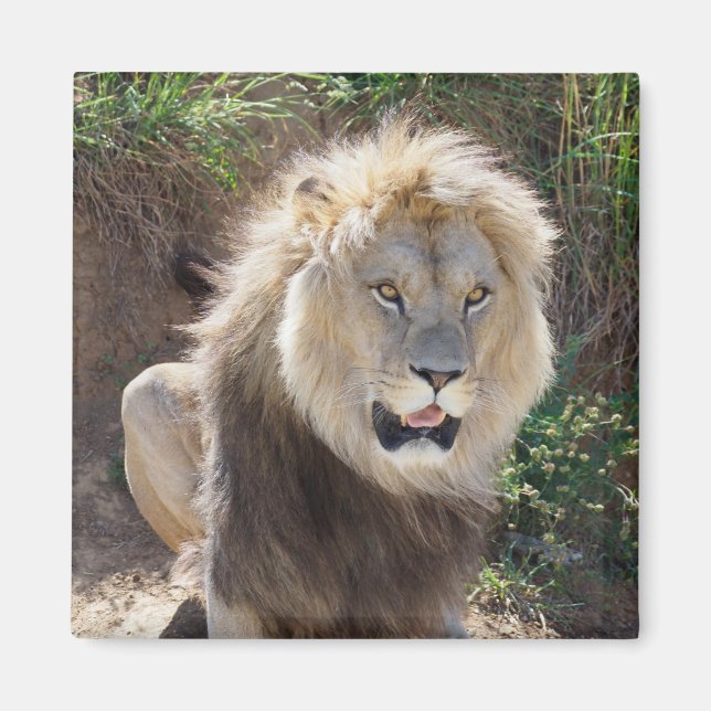 Aimant Lion assis sur les rochers (Devant)