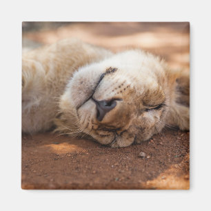 Aimant Lion CUB de sommeil des images   de Getty
