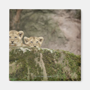 Aimant Lion CUB jetant un coup d'oeil au-dessus de la