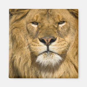 Aimant Lion de Barbarie d'Afrique, Panthera leo leo, l'un