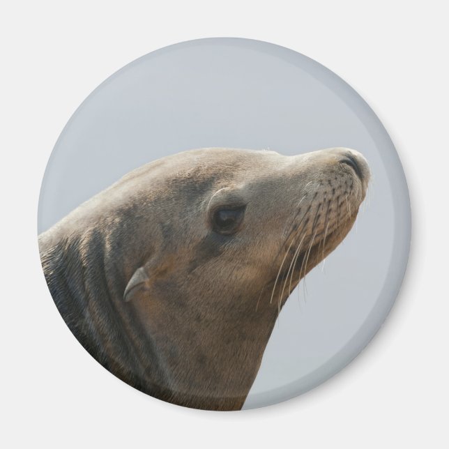 Aimant Lion de mer (Devant)