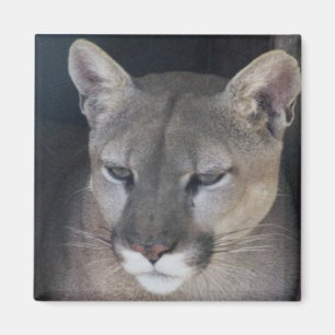 Aimant lion de montagne