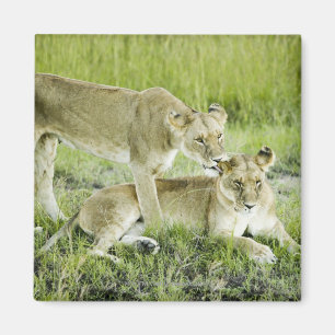 Aimant Lion et lionne, Afrique