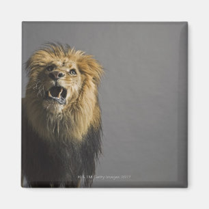 Aimant Lion hurlant
