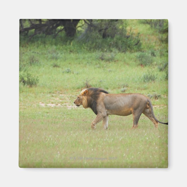 Aimant lion mâle marchant, Panthera leo, Kgalagadi (Devant)