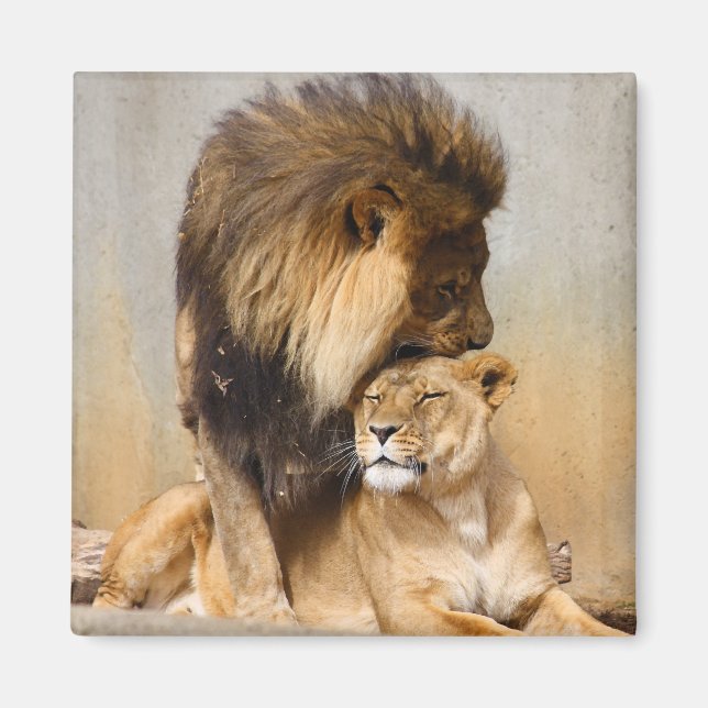 Aimant Lion masculin et féminin en amour (Devant)