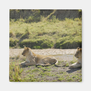 Aimant lion (Panthera Lion), deux jeune lionne, masai