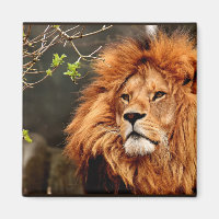 Lion, Roi de la Jungle