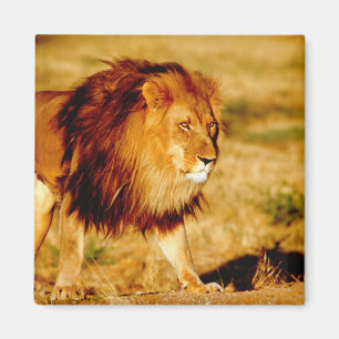 Aimant Lion solitaire