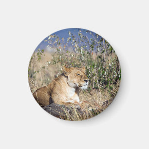 Aimant Lioness resting