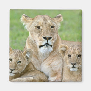 Aimant Lionne et deux petits, Afrique de l'Est, Tanzanie,