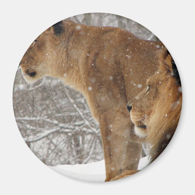 Aimant Lions (Devant)