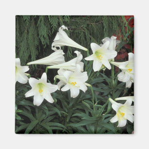 Aimant Lis de Pâques (Lilium regale)