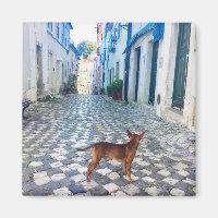 Lisbonne Puppy's Street View Portugal Photo