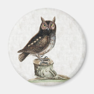 Aimant Little Owl