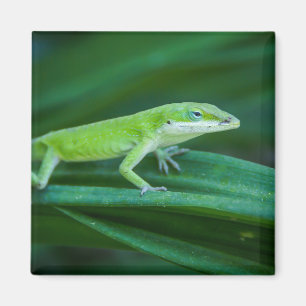 Aimant Lizard d'Anole Verte