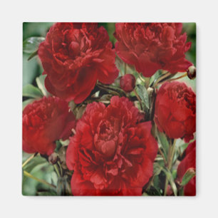 Aimant L'oeillet rouge fleurit l'aimant