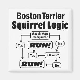 Aimant Logique des écureuils de Boston Terrier