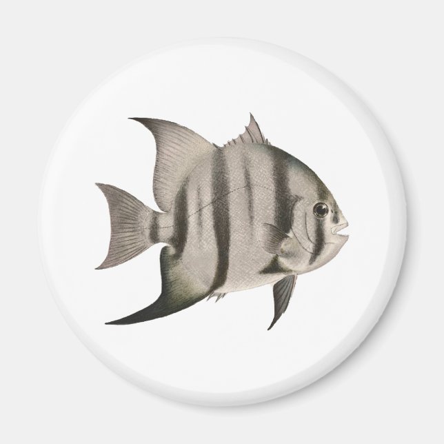 Aimant Logo 3 spadefish (Devant)