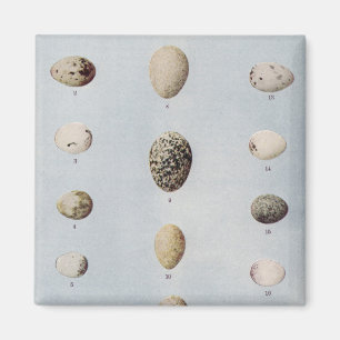 Aimant L'oiseau Eggs l'histoire naturelle vintage du plat