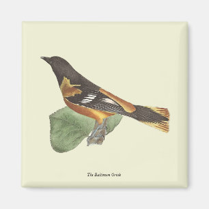 Aimant L'Oriole d'Or ou de Baltimore (Icterus galbula)