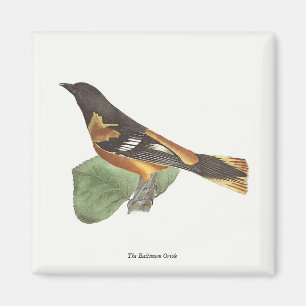 Aimant L'Oriole d'Or ou de Baltimore (Icterus galbula)