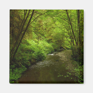 Aimant Lost Man Creek I au Redwood National Park