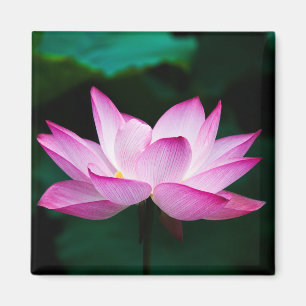 Aimant Lotus rose