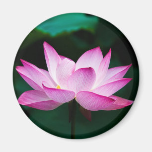 Aimant Lotus rose