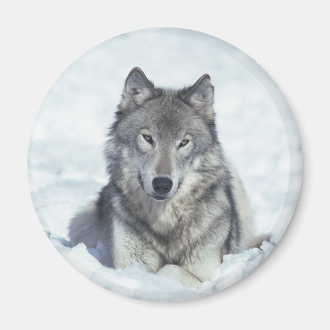 Aimant Loup (Devant)