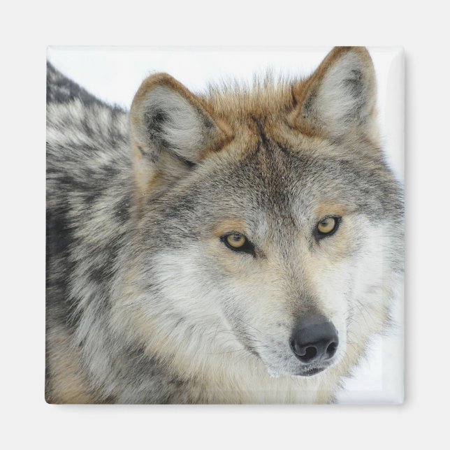 Aimant Loup (Devant)