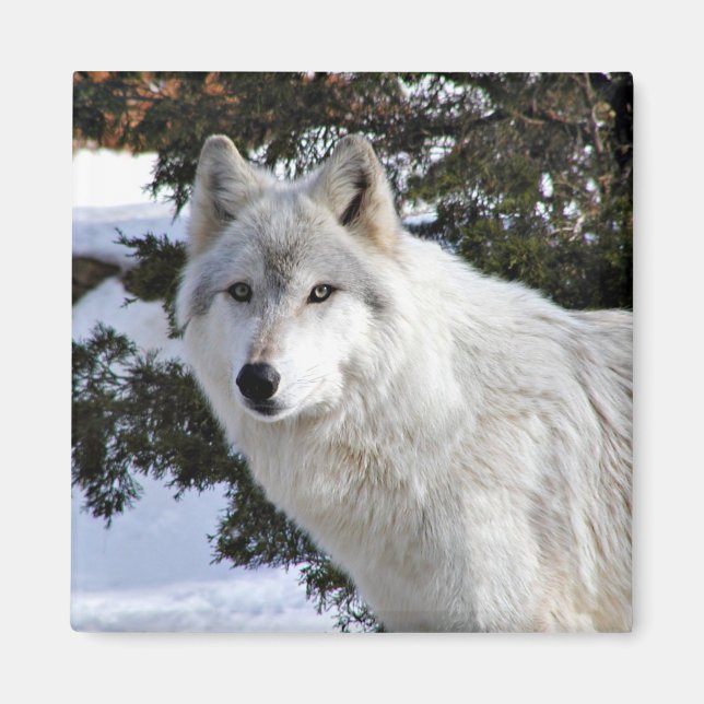 Aimant loup (Devant)