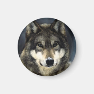 Aimant Loup