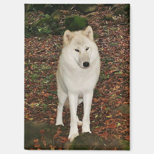 Aimant Loup Blanc